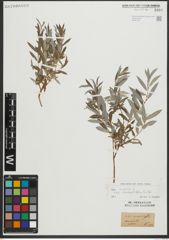 Foto von Salix repens subsp. rosmarinifolia (L.) Andersson